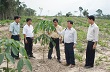 Công ty TNHH MTV Cao su Chư Mom Ray : Hoàn thành dự án phát triển 3.600 ha cao su